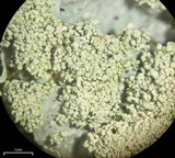 Myelochroa aurulenta image