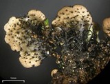 Myelochroa aurulenta image
