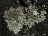 Myelochroa obsessa image