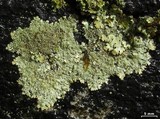 Myelochroa obsessa image