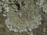 Myelochroa obsessa image