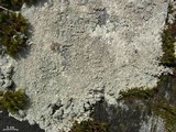 Ochrolechia yasudae image