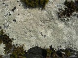 Ochrolechia yasudae image