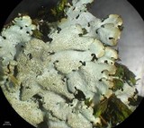 Parmelinopsis minarum image