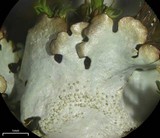 Parmelinopsis minarum image