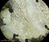 Parmelinopsis minarum image