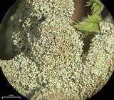 Parmelinopsis minarum image