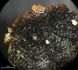 Parmelinopsis minarum image
