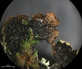 Parmelinopsis minarum image