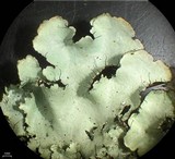 Parmotrema madagascariaceum image