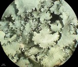 Parmotrema madagascariaceum image