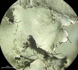 Parmotrema madagascariaceum image