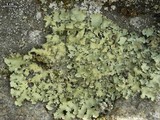 Parmotrema madagascariaceum image