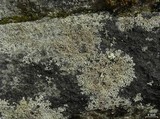 Physcia subtilis image