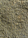 Porpidia albocaerulescens var. albocaerulescens image
