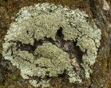 Anaptychia palmulata image