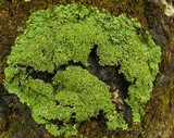 Anaptychia palmulata image