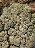 Fuscopannaria sorediata image