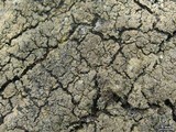 Fuscopannaria sorediata image