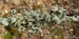 Parmotrema reticulatum image