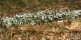Parmotrema reticulatum image