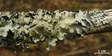 Parmotrema reticulatum image