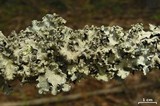 Parmotrema reticulatum image
