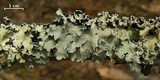 Parmotrema reticulatum image