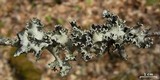 Parmotrema stuppeum image