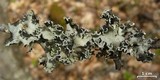 Parmotrema stuppeum image