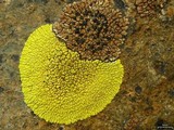 Pleopsidium flavum image