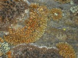 Lecanora mellea image