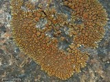 Lecanora mellea image