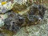 Umbilicaria krascheninnikovii image