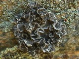 Umbilicaria krascheninnikovii image