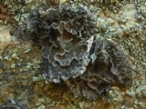 Umbilicaria krascheninnikovii image