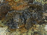 Umbilicaria krascheninnikovii image