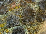 Umbilicaria krascheninnikovii image