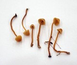 Galerina vittiformis image