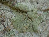 Lecanora muralis image