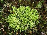 Cladonia apodocarpa image