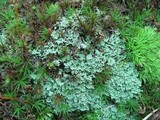 Cladonia caespiticia image