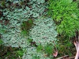 Cladonia caespiticia image