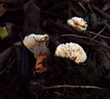 Hydnellum aurantiacum image
