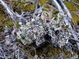 Cladonia chlorophaea image