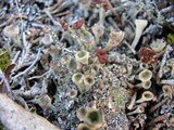 Cladonia chlorophaea image