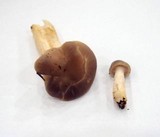 Hygrocybe lacmus image