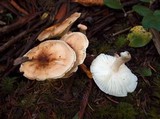 Hygrophorus bakerensis image