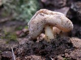 Helvella compressa image