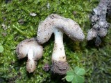 Helvella compressa image